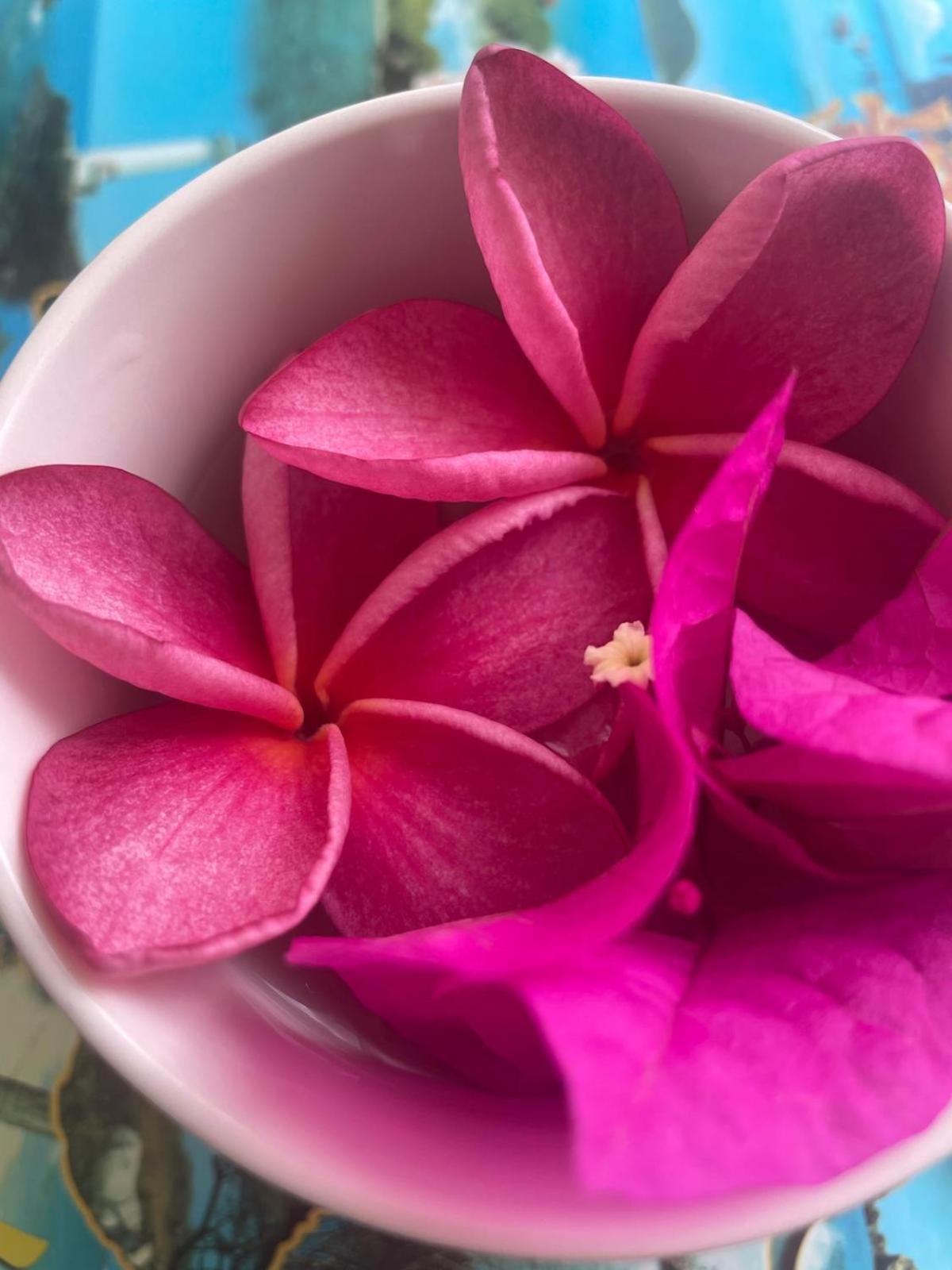 Studio Hibiscus Anse Des Rochers Saint Francois Exteriör bild